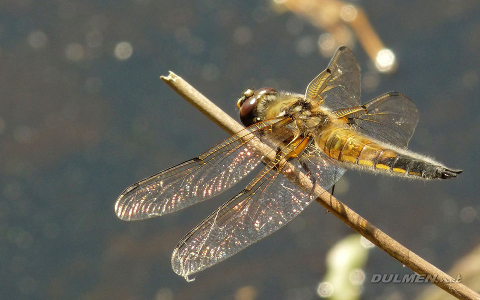 Four-spotted Chaser (Male, Libellula quadrimaculata)